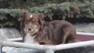 Austin Mini Australian Shepherd Dog Training demonstrational video [upl. by Prochoras]