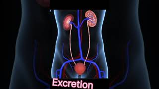 Difference between excretion and egestion  Egestion and excretion are not same [upl. by Asia]