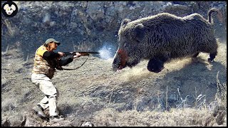 How Farmers Deal With Million Of Wild Boars By Hunting Dog  Wild Boar Attack [upl. by Leo]