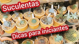 Suculentas Dicas para Iniciantes [upl. by Ruperto313]