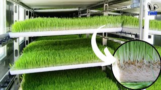 Growing Fodder in an Indoor Hydroponic Farm [upl. by Elkcim]