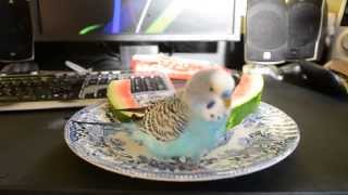 Budgerigar likes to bath on watermelon water [upl. by Elohcan]