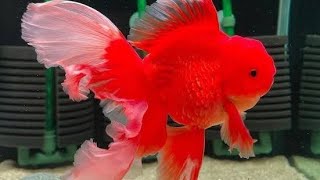 Goldfish Video s Moment [upl. by Bosson]