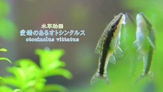 9愛嬌のあるオトシンクルス Tropical Fish otocinclus vittatuscatfish [upl. by Rednasela]