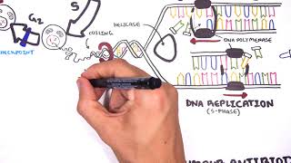 Pharmacology  Chemotherapy agents MOA Alkalating antimetabolites topoisomerase antimitotic [upl. by Nnaycnan]