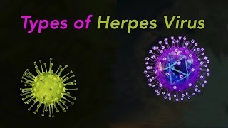 Types of Herpes [upl. by Bonney]