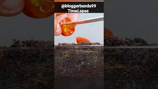 growing tomato plant shorts youtubeshorts amazing timelapse viral [upl. by Leryt]