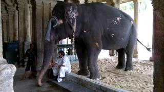 Srirangam Temple Elephant [upl. by Tnarud]