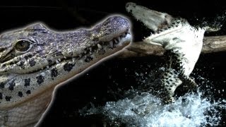 Crocodile attack in slow motion  Earth Unplugged [upl. by Asenav314]