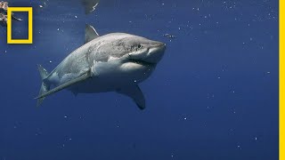 Great White Sharks of Guadalupe Island  Most Wanted Sharks [upl. by Forsyth859]