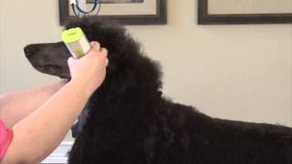 Modified Show Puppy Trim on a Standard Poodle Part 1 [upl. by Annovoj]