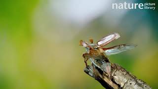 Male Cockchafer beetle unfolding its wings before taking off to fly away Surrey UK May [upl. by Annodam]