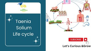 quotLife Cycle Of Taneia Soliumquot [upl. by Amekahs490]