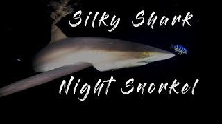 Sharks on the hunt  intense night snorkel with Silky Sharks [upl. by Wolsky53]