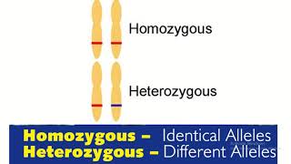 Homozygous vs heterozygous in genetics [upl. by Airat]