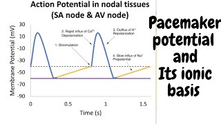 Pacemaker potential Ionic basis of action potentialaction potential in SA node [upl. by Settera]