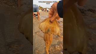 Rescue missionpart 3 Over100 jellyfish safety returned to their home 🌴shorts [upl. by Ielak641]