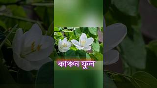 কাঞ্চন ফুল nature phoolobagan shortsfeed shortsviral garden [upl. by Esinek]