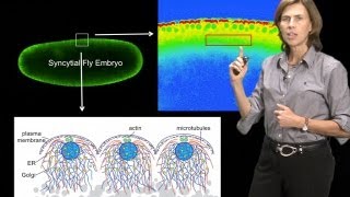 Microscopy Measuring Dynamics Photobleaching and Photoactivation JLS [upl. by Beaudoin]