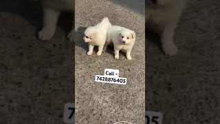 Show quality spitz Pomeranian puppies for sale in Delhi ncr pixelart newjeans anime puppy [upl. by Sheilah537]