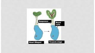 Early Development of Plant Body of Angiosperms Capsella bursa Embryogenesis in Angiosperms [upl. by Atiniuq]