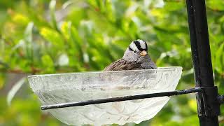 735 White Crowned Sparrow [upl. by Eninotna551]