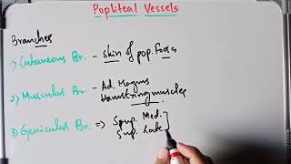 Anatomy Of Popliteal Artery And Popliteal Vein [upl. by Nitsrek]