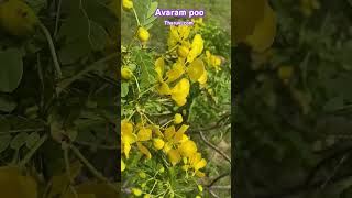 Tharuvi farm Avaram poo [upl. by Emmerie]