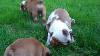 8 week old English bulldog puppies playing together outside for the first time [upl. by Elburr]