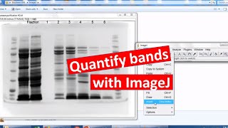 Quantifying bands on SDSPAGE using ImageJ [upl. by Anauqaj]