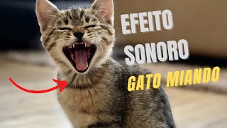 Som de gatos miandoEFEITO SONORO DE GATO MIANDO [upl. by Krystyna]