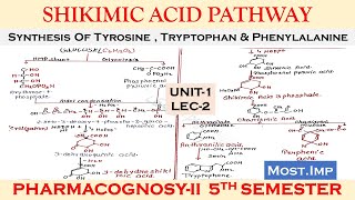 SHIKIMKIC ACID PATHWAY  Synthesis of Tyrosine Tryptophan and Phenylalanine  PharmacognsoyII U1 [upl. by Arde]