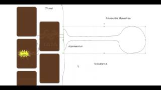 Crashkurs Mikrobiologie  Exkurs 1 zu Zygomycota Glomeromycota [upl. by Nner96]