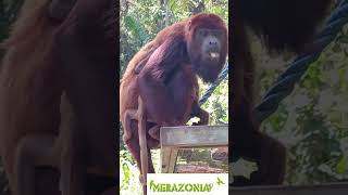 Red howler Emuya with baby In Merazonia reserve [upl. by Barsky413]