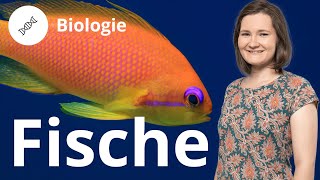 Fische Körper Fortbewegung Fortpflanzung – Biologie  Duden Learnattack [upl. by Daeriam]