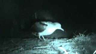 Wedgetailed Shearwater Night Landing [upl. by Mount]