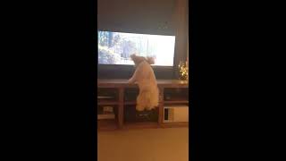 John Lewis Christmas Advert 2016  BusterTheBoxer Trevor loves it too [upl. by Fortune]