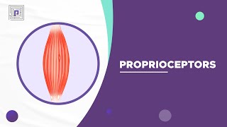 Proprioceptors explained in 2 mins [upl. by Avahc580]