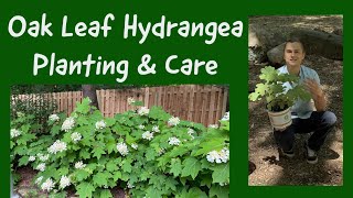 Oak Leaf Hydrangea  How to Plant amp Care for Hydrangea quercifolia [upl. by Linzy]