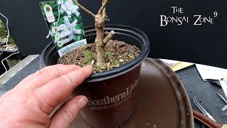 Repotting My Cotoneaster and Gardenia Part 2 The Bonsai Zone March 2022 [upl. by Ardeid841]