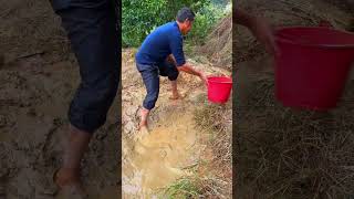 Harvest eels from puddles of rice fields [upl. by Farlee519]