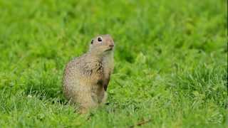 Europäisches Ziesel  European Ground Squirrel  Spermophilus citellus [upl. by Eecal508]