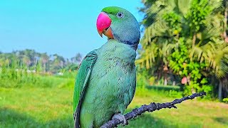 Alexandrine Parrot Voice  Mithu Mithu [upl. by Kissner]