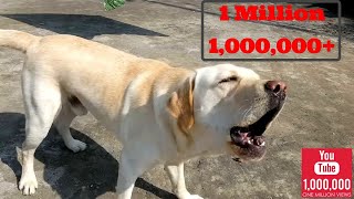 Labrador dog barking hardcore [upl. by Hinze]