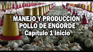 PRODUCCION POLLO DE ENCORDE MANEJO EN PRIMERAS ETAPAS [upl. by Puri573]