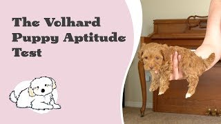 The Volhard Puppy Aptitude Test  Understanding the Test and Report [upl. by Anavoig863]