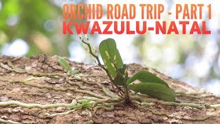 South African orchid road trip Part 1  KwaZulu Natal [upl. by Ydnys]