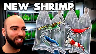 I GOT LOTS of RARE SHRIMP unboxing amp adding to tanks  MD Fish Tanks [upl. by Eylhsa944]