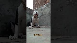 Pitbull Dog l Pets LoversPk pitbulldogpuppy [upl. by Akiraa]