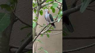 Green Imperial Pigeon 01 [upl. by Leahci]